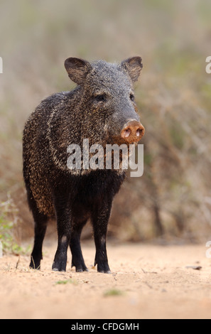 Acciuffato pecari (Pecari tajacu) - Santa Clara Ranch, Texas, Stati Uniti d'America Foto Stock