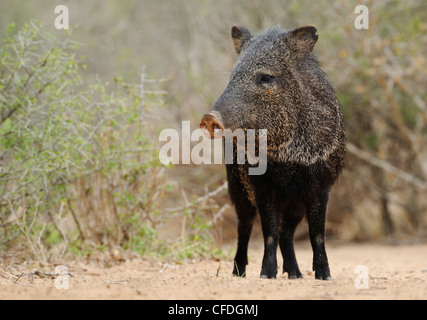 Acciuffato pecari (Pecari tajacu) - Santa Clara Ranch, Texas, Stati Uniti d'America Foto Stock