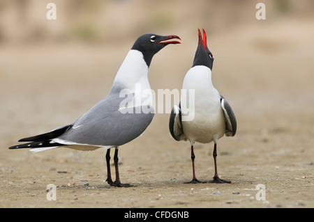 Ridere i gabbiani (Larus atricilla) - South Padre Island, Texas, Stati Uniti d'America Foto Stock