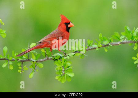 Il Cardinale settentrionale (Cardinalis cardinalis) - Santa Clara Ranch, Texas, Stati Uniti d'America Foto Stock