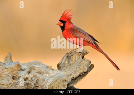 Il Cardinale settentrionale (Cardinalis cardinalis) - Santa Clara Ranch, Texas, Stati Uniti d'America Foto Stock