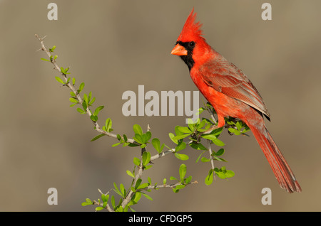 Il Cardinale settentrionale (Cardinalis cardinalis) - Santa Clara Ranch, Texas, Stati Uniti d'America Foto Stock