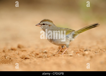 Passero oliva (Arremonops rufivirgatus) - Santa Clara Ranch, Texas, Stati Uniti d'America Foto Stock