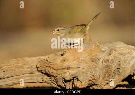 Passero oliva (Arremonops rufivirgatus) - Santa Clara Ranch, Texas, Stati Uniti d'America Foto Stock