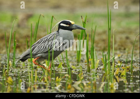 Giallo-incoronato Nitticora (Nyctanassa violacea) a Brazos Bend State Park, Texas, Stati Uniti d'America Foto Stock