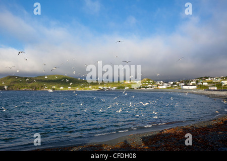 I gabbiani e nero-footed Kittiwakes alimentando il capelin deposizione delle uova Ferryland Beach, Terranova, Canada Foto Stock