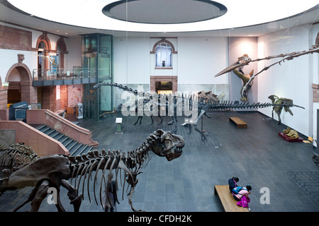 Senckenberg-Museum, vista nella la Sala dei dinosauri, Frankfurt am Main, Hesse, Germania, Europa Foto Stock