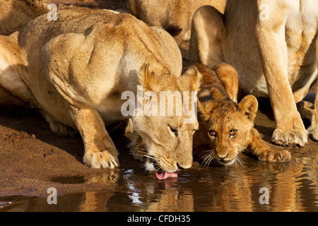 Leonessa e cub bere nella riserva di Tarangire in Tanzania Foto Stock