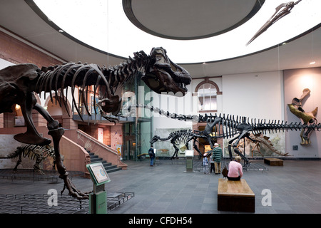 Senckenberg-Museum, vista nella la Sala dei dinosauri, Frankfurt am Main, Hesse, Germania, Europa Foto Stock