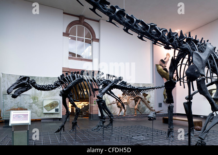 Senckenberg-Museum, vista nella la Sala dei dinosauri, Frankfurt am Main, Hesse, Germania, Europa Foto Stock