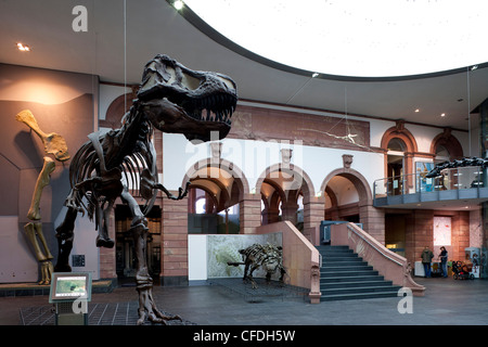 Senckenberg-Museum, vista nella la Sala dei dinosauri, Frankfurt am Main, Hesse, Germania, Europa Foto Stock