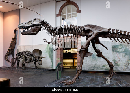 Senckenberg-Museum, vista nella la Sala dei dinosauri, Frankfurt am Main, Hesse, Germania, Europa Foto Stock