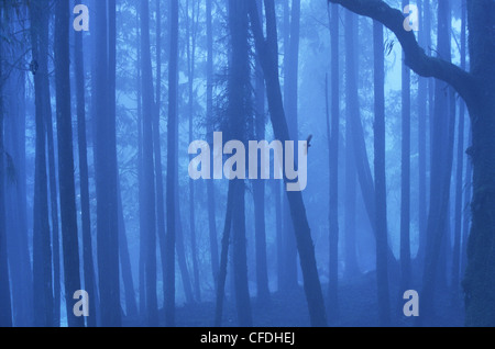 Foresta di nebbia in Alishan montagne, Alishan Chiayi County, Taiwan, Asia Foto Stock