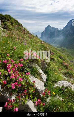 Il prato fiorito a Rotsteinpass, Alpsteingebirge, Saentis, Appenzeller Land, Svizzera, Europa Foto Stock