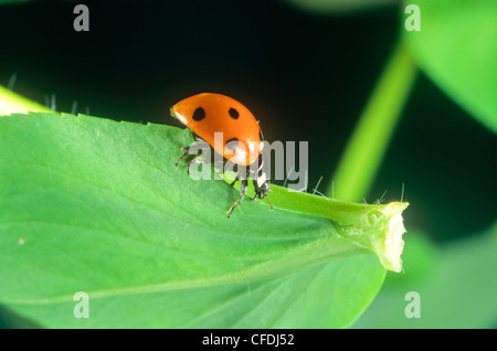 Sette-spotted Ladybug Beetle, (Coccinella septempunctata Foto Stock