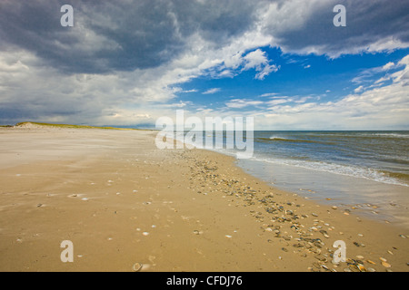 Vongole, cardidi e capesante di baia sulla spiaggia, Island Beach State Park, New Jersey, Stati Uniti d'America Foto Stock