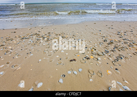 Vongole, cardidi e Bay conchiglie sulla spiaggia, Island Beach State Park, New Jersey, Stati Uniti d'America Foto Stock