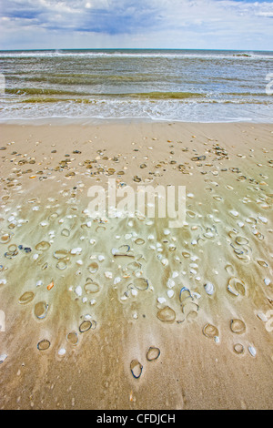 Vongole, cardidi e Bay conchiglie sulla spiaggia, Island Beach State Park, New Jersey, Stati Uniti d'America Foto Stock