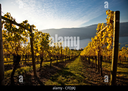 Vigneto a Monaco grigio cantina immobiliare, Okanagan Valley, British Columbia, Canada. Foto Stock
