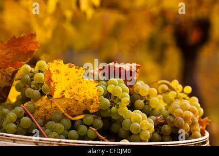 Raccolta uva Gewurztraminer attendono il prelevamento in vigneto, Okanagan Valley, British Columbia, Canada. Foto Stock