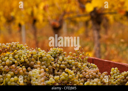 Raccolta uva Gewurztraminer attendono il prelevamento in vigneto, Okanagan Valley, British Columbia, Canada. Foto Stock