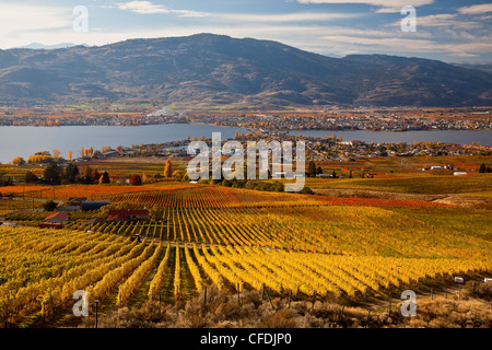 Vigneto vicino Osoyoos, Okanagan Valley, British Columbia, Canada. Foto Stock