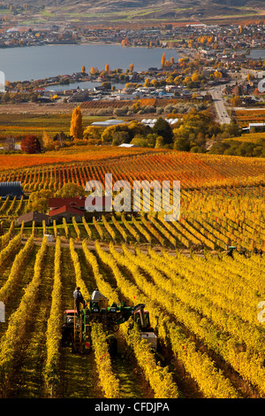 La raccolta di uve in vigna vicino Osoyoos, Okanagan Valley, British Columbia, Canada. Foto Stock