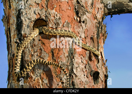 Gopher snake Pituophis catenifer caccia Foto Stock