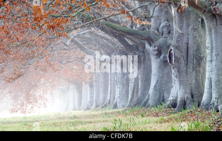 Beech avenue, Kingston Lacy, Dorset, England, Regno Unito, Europa Foto Stock