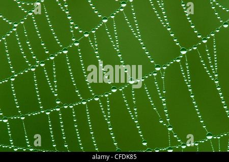 Rugiada rivestito di orb spider web, Okanagan Valley, sud della British Columbia, Canada Foto Stock