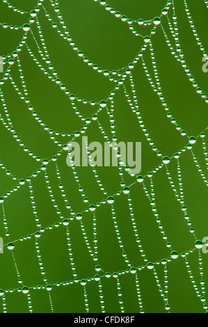 Rugiada rivestito di orb spider web, Okanagan Valley, sud della British Columbia, Canada Foto Stock