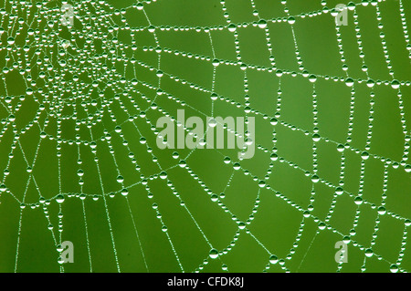 Rugiada rivestito di orb spider web, Okanagan Valley, sud della British Columbia, Canada Foto Stock