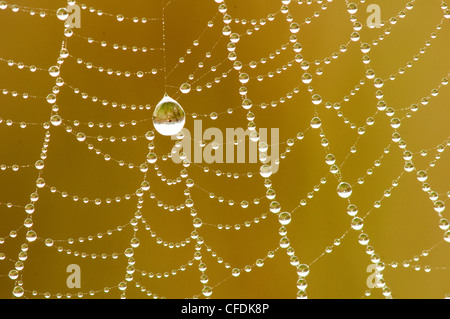 Rugiada rivestito di orb spider web, Okanagan Valley, sud della British Columbia, Canada Foto Stock