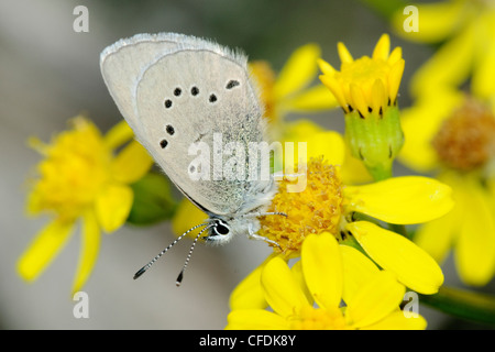 La molla azure (Celastrina ladon), Okanagan Valley, southern Britsih Columbia, Canada Foto Stock