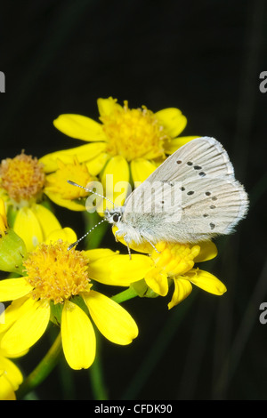 La molla azure (Celastrina ladon), Okanagan Valley, southern Britsih Columbia, Canada Foto Stock