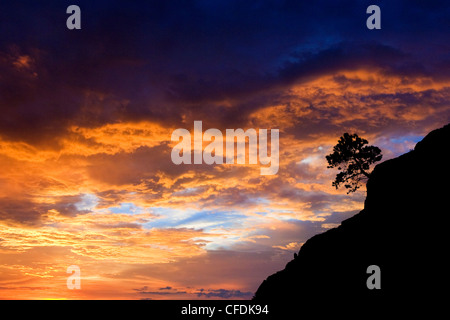 Ponderosa Pine, Vaseaux Lake Provincial Park, Okanagan Valley, sud della British Columbia, Canada Foto Stock