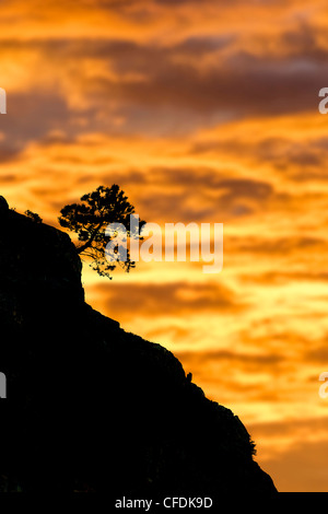 Ponderosa Pine, Vaseaux Lake Provincial Park, Okanagan Valley, sud della British Columbia, Canada Foto Stock