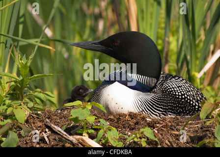 Loon con pulcino nel nido, Muskoka, Ontario, Canada Foto Stock