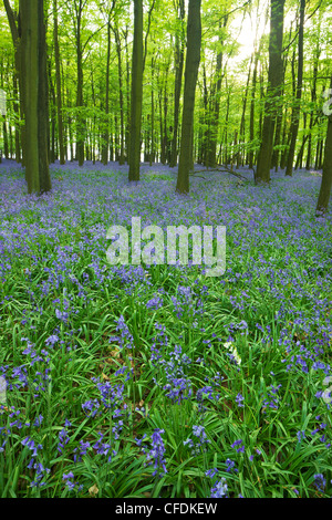 Bluebells (Hyacinthoides non scripta) nei boschi, Ashridge Estate, Hertfordshire, Inghilterra, Regno Unito, Europa Foto Stock