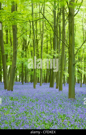 Bluebells (Hyacinthoides non scripta) nei boschi, Ashridge Estate, Hertfordshire, Inghilterra, Regno Unito, Europa Foto Stock
