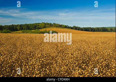 Coppia campo di lino vicino a Somerset, Manitoba, Canada Foto Stock