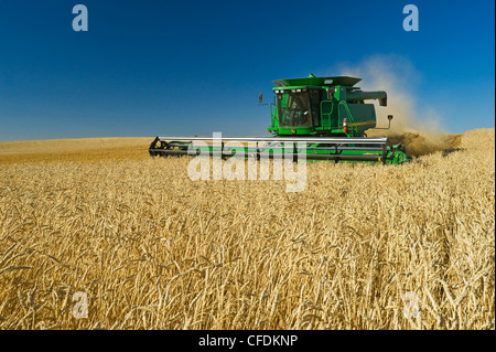 Una mietitrebbia molla di raccolti di grano vicino Pangman, Saskatchewan, Canada Foto Stock