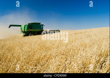 Una mietitrebbia molla di raccolti di grano vicino Pangman, Saskatchewan, Canada Foto Stock