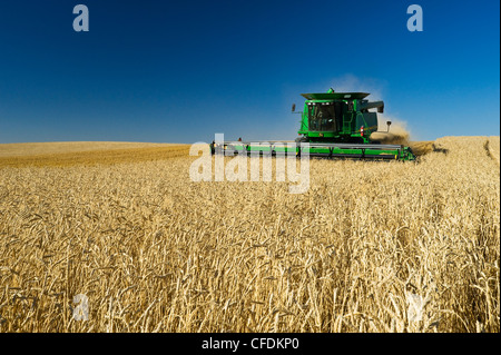 Una mietitrebbia molla di raccolti di grano vicino Pangman, Saskatchewan, Canada Foto Stock