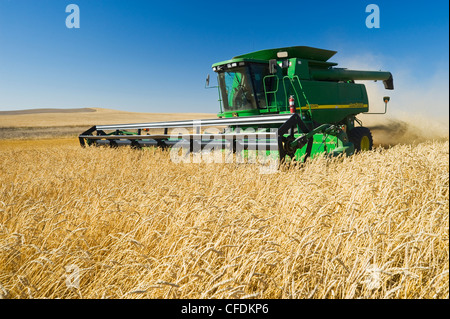 Una mietitrebbia molla di raccolti di grano vicino Pangman, Saskatchewan, Canada Foto Stock