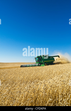 Una mietitrebbia molla di raccolti di grano vicino Pangman, Saskatchewan, Canada Foto Stock