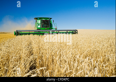Una mietitrebbia molla di raccolti di grano vicino Pangman, Saskatchewan, Canada Foto Stock