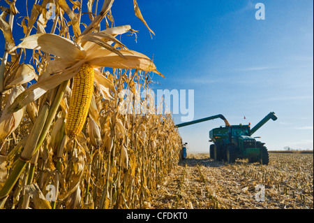 Una mietitrebbia si svuota in un carro del grano in movimento durante l'alimentazione del raccolto di mais, vicino Niverville, Manitoba, Canada Foto Stock