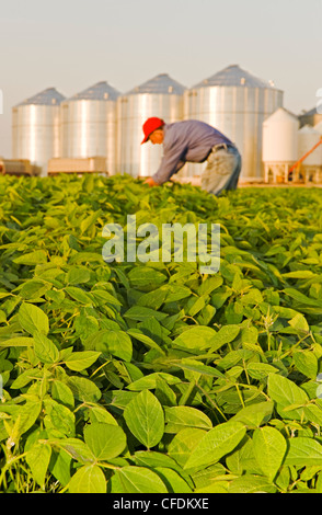 Uomo a metà della crescita campo di soia, contenitori del cereale(silos) in background, Lorette, Manitoba, Canada Foto Stock