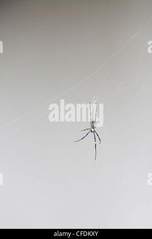 Spider a Hellfire Pass, vicino a Kanchanaburi Thailandia Foto Stock